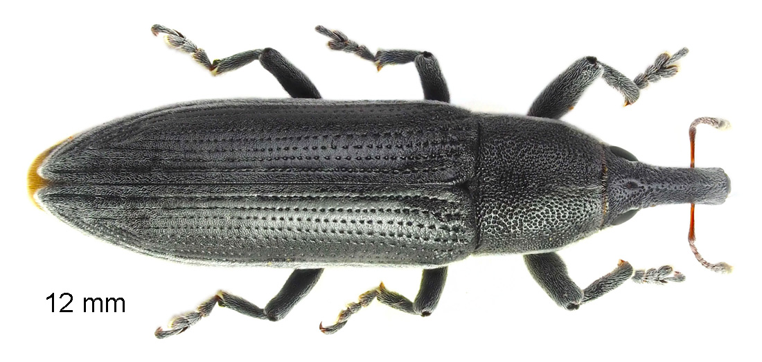 Lixus juncii Boheman, 1835